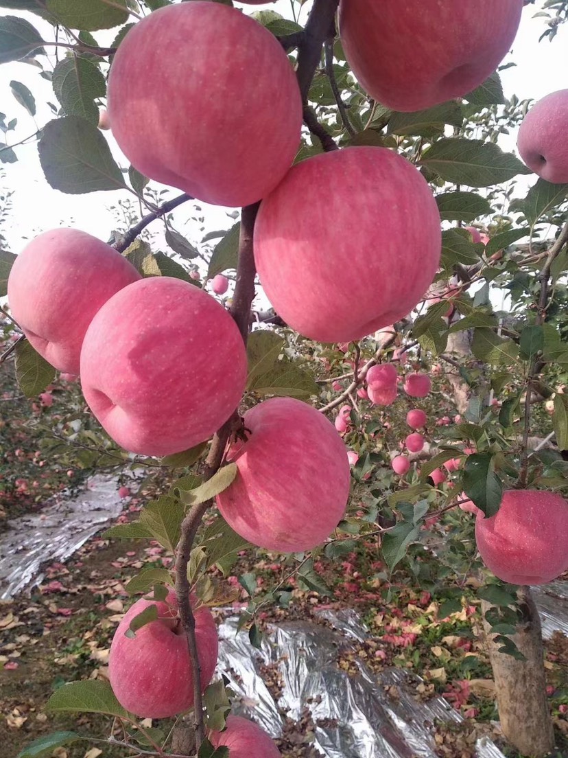 红富士苹果 洛川苹果
