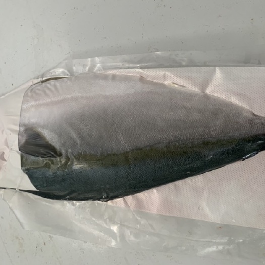  日本油甘鱼