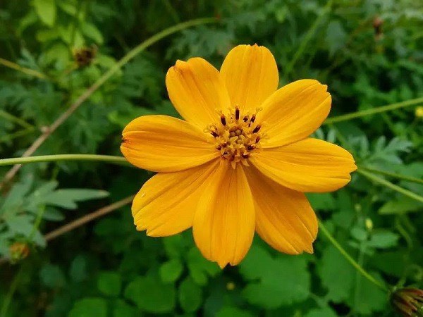 硫华菊种子  景区及花海、道路旁、公园花卉花种批发