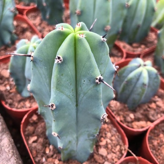 漳州 黑刺袖蒲沙生植物