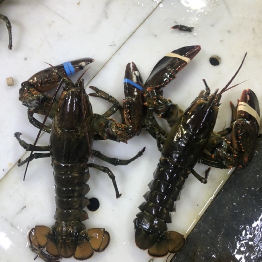 广州波士顿龙虾，大小规格都有