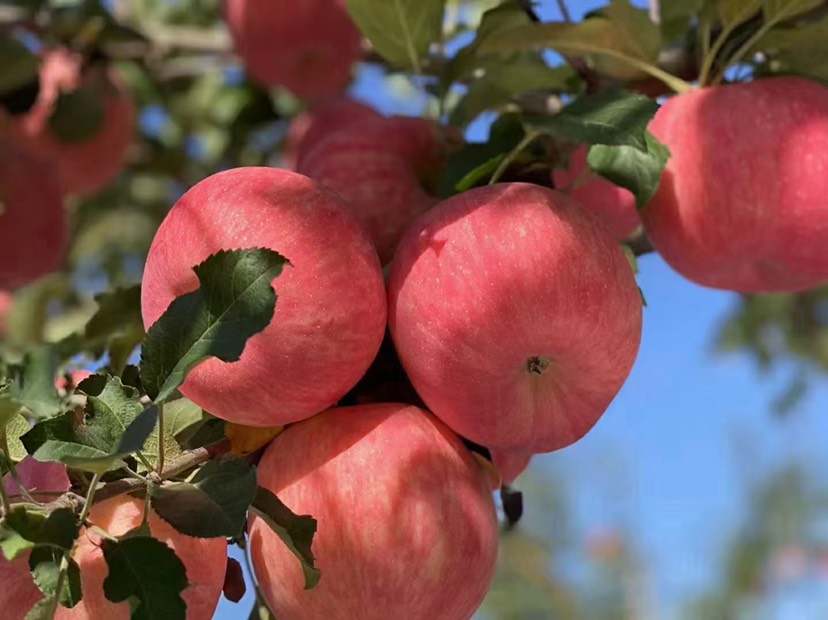 红富士苹果 洛川苹果