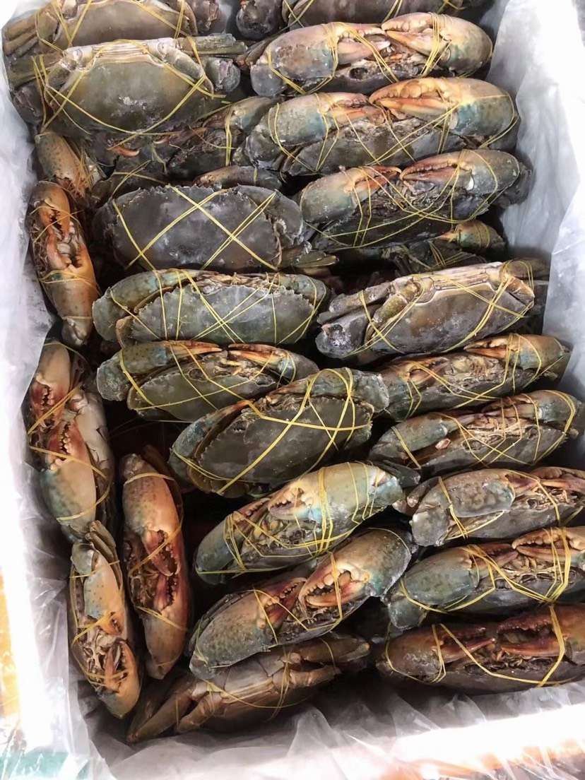 柳州冻青蟹螃蟹青蟹肉蟹越南螃蟹冰冻螃蟹