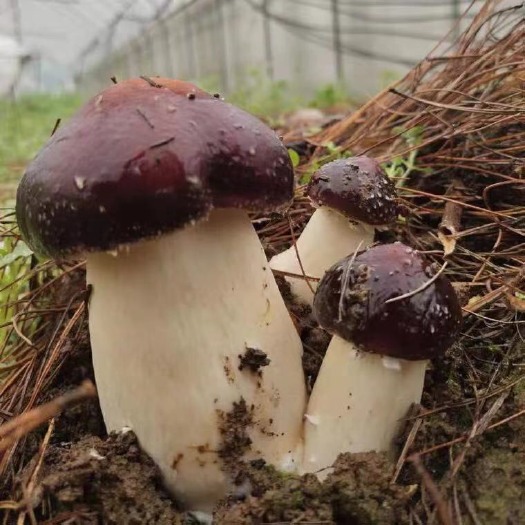 古田县大球盖菇菌种 ，赤松茸，提供技术指导，提供销路。包教包会。