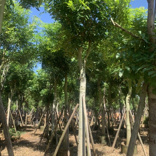 桃花心木 桃花心 12公分-15公分