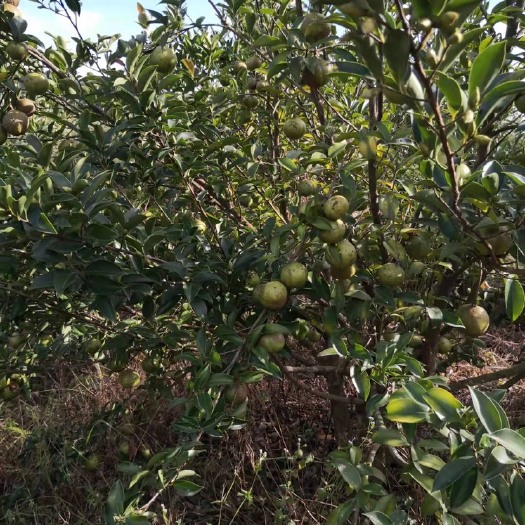 饶平县山茶油  油茶生果 茶油 茶油籽 茶籽