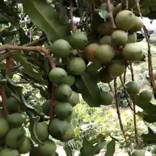 岑溪市夏威夷果  自家的坚果，
