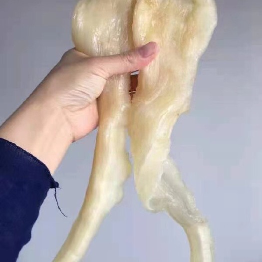 广州花胶