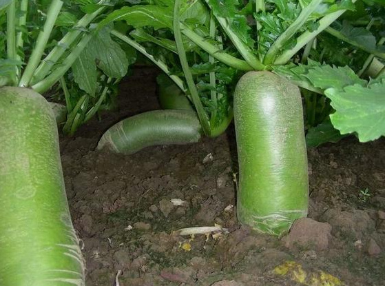 天津青萝卜 天津沙窝萝卜现拔现卖