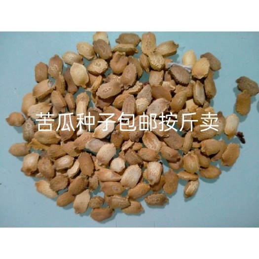 白玉苦瓜种子  白玉苦瓜种籽白苦瓜凉瓜菜农田庭院盆栽耐寒耐热春夏秋季蔬菜种子
