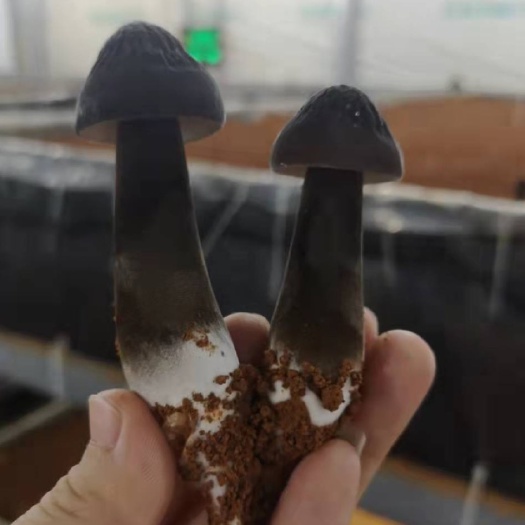 永州特级黑皮鸡枞菌，大量现货