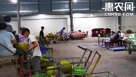 凭祥市工厂直销 越南红肉菠萝蜜！