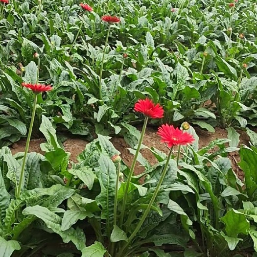 费县鲜花菊花，非洲菊