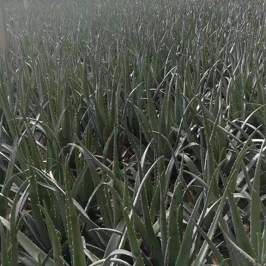 临沂 成品库拉索芦荟