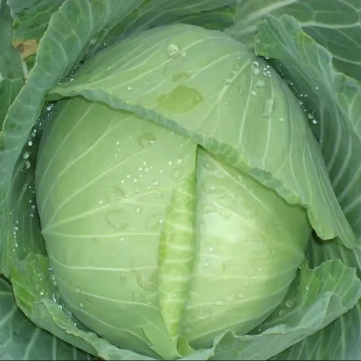 张家港市包菜  甘蓝菜