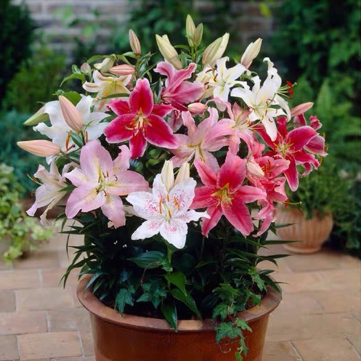 杭州百合花  重瓣香水百合种球大花苗室内阳台四季开花盆栽植物