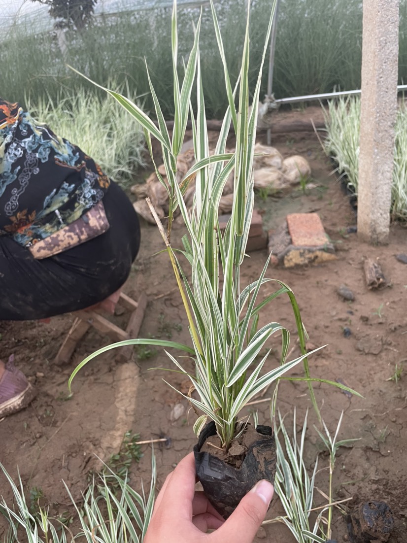 青州市 优质多芽花叶芦竹基地大量供应，花叶芦竹培育基地，花叶芦竹批发