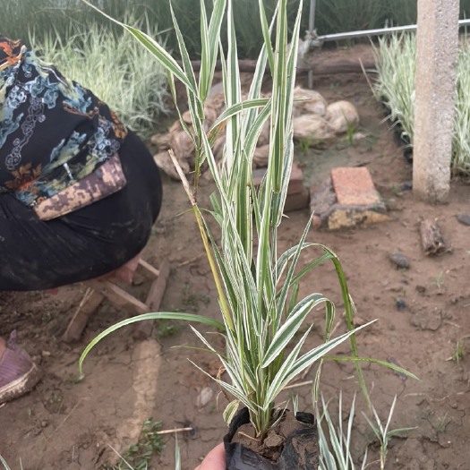 青州市 优质多芽花叶芦竹基地大量供应，花叶芦竹培育基地，花叶芦竹批发