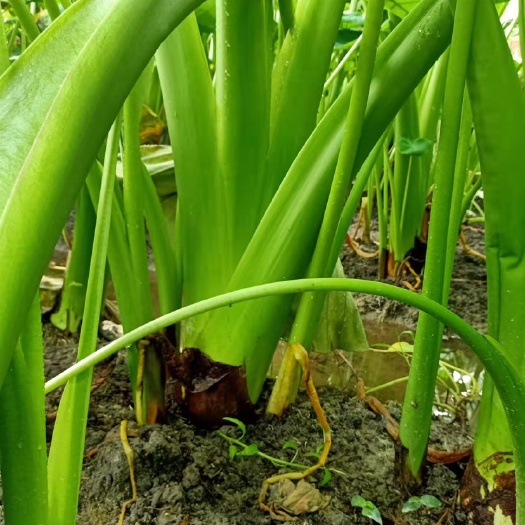长汀县白芋 芋头槟榔芋自产自销量大