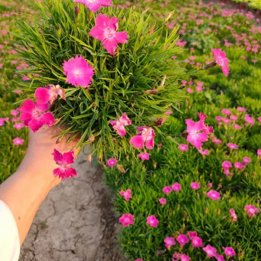 青州市优质欧石竹基地直销，欧石竹批发基地，质优价廉，开花草坪