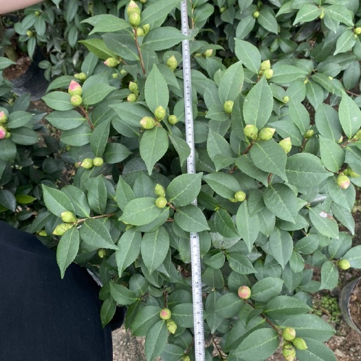 漳平市茶花树  香茶花，高120-140.冠幅50-80，