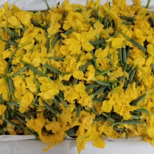 寿光市黄瓜花