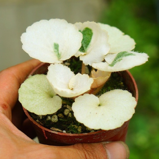 成都日本品种七变化虎耳草。