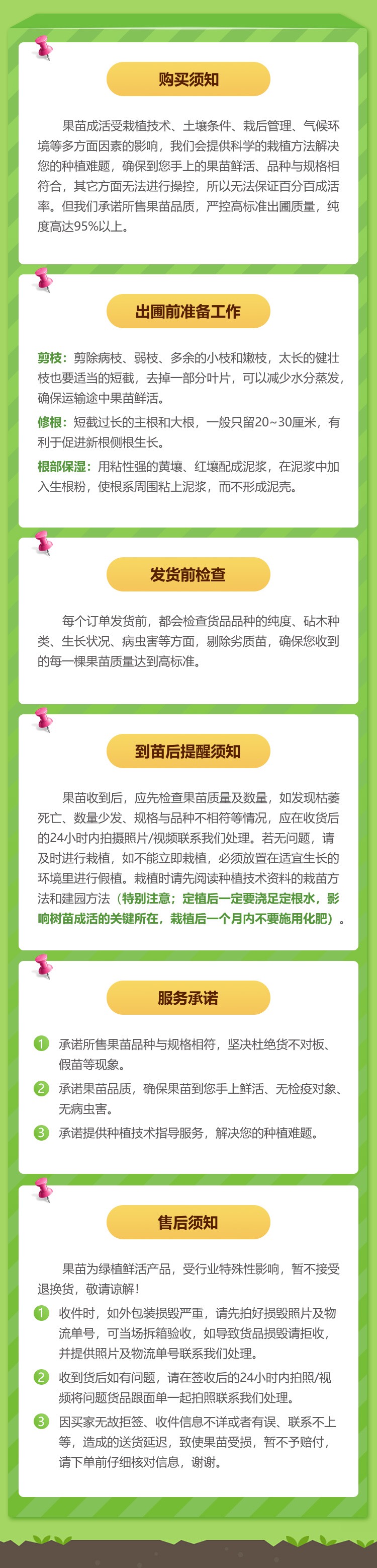 台农一号枇杷苗  枇杷树苗 枇杷新品种 台农一号大果甜枇