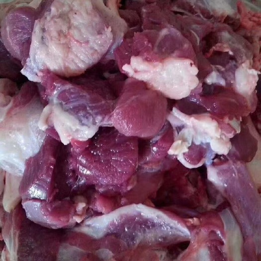 固阳县羊肉 只吃草不吃任何添加剂的养殖羊