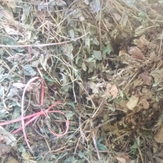 重庆市 鱼腥草