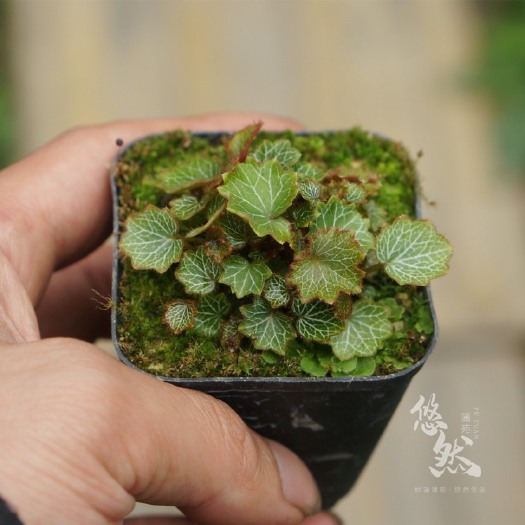 成都姬虎耳草自家素养分栽的迷你绿植物姬虎耳草日本山草，姬雪之下