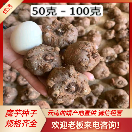 富源县魔芋种子  优质花魔芋一代，二代种子，脱水消毒包技术包回收全国发货