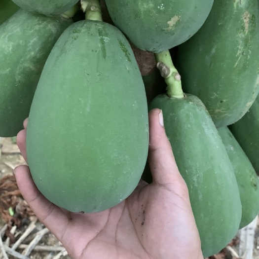 龙州县大白红心水果木瓜，市场瓜，电商瓜均可发货，价格美丽，欢迎订购