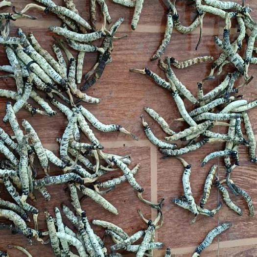 永顺县 亚香棒虫草