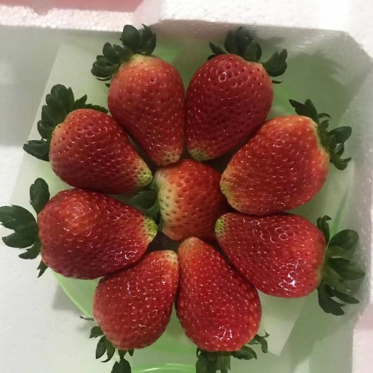 徐州宁玉，妙香草莓.果子大.口感香甜