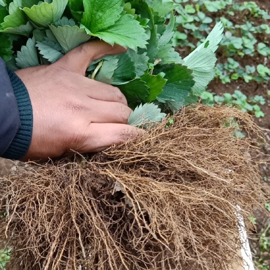 楚雄市红颜草莓苗  红颜假植苗，妙香7号假植苗