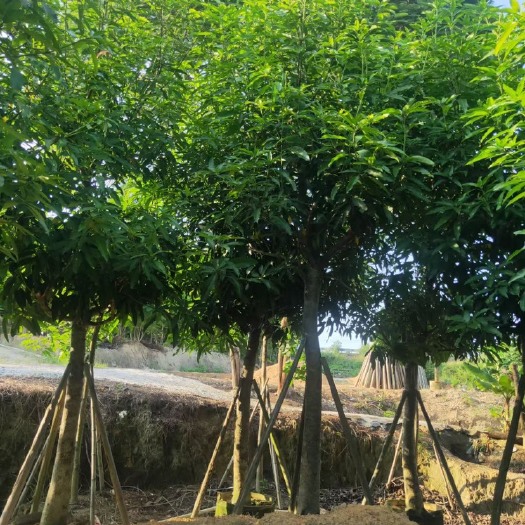 普宁市青芒果苗  芒果树苗 绿化芒