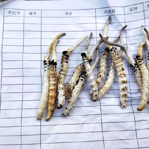 永顺县亚香棒虫草