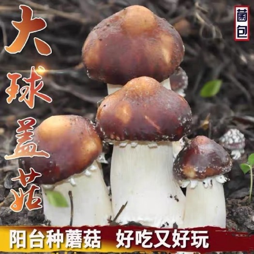 将乐县大球盖菇菌种  大球盖菇赤松茸菌种蘑菇菌包，提供技术支持