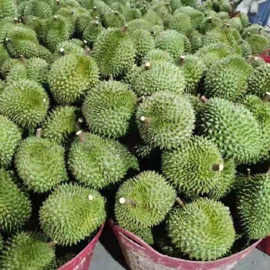 景洪市金枕榴莲  凭祥水果城榴莲 凭祥友谊关榴莲 广西榴莲批发 泰