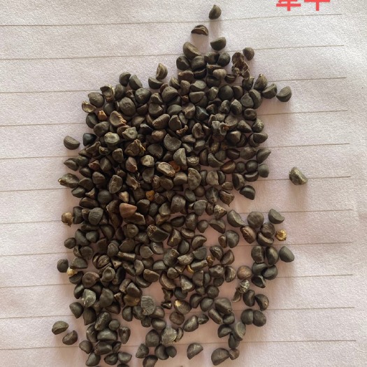 南宁牵牛花种子 广西南宁美化庭院爬藤种子牵牛种子