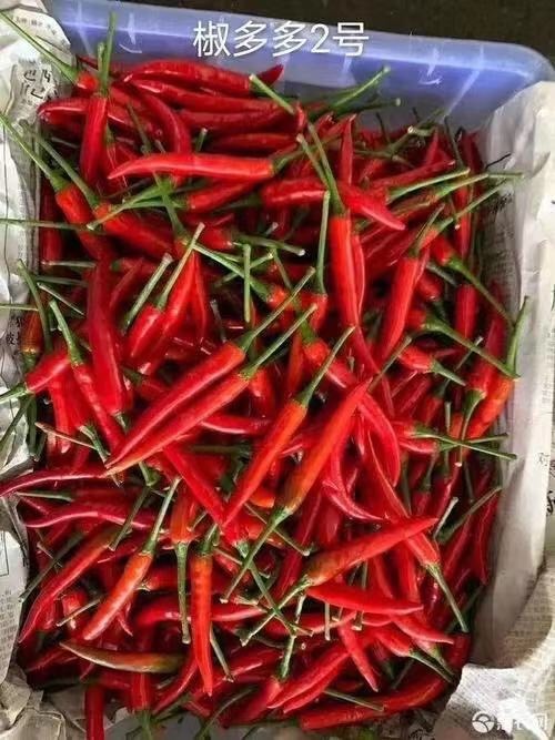 罗定市小米椒 椒多多2号小米辣