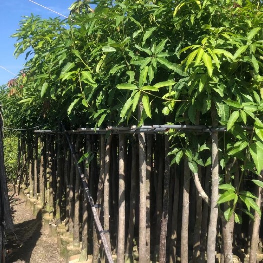 普宁市青芒果苗  芒果树苗 绿化芒
