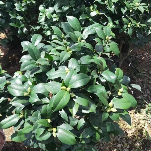 漳平市 茶花赤丹，开大红花重瓣大红色，室内室外都可养植。
