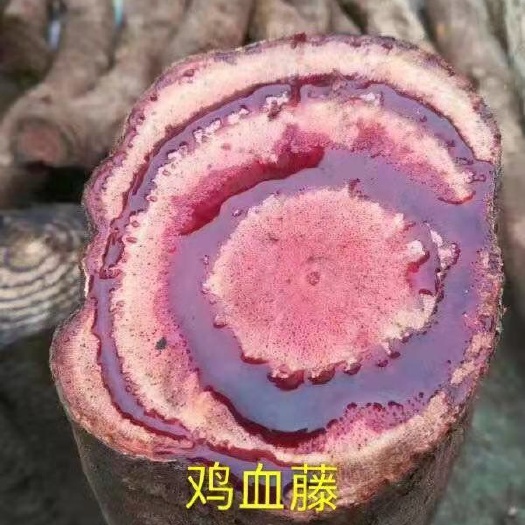 昆明 云南鸡血藤过江龙大血藤朱砂莲扁担藤黑血藤青竹标见血飞梅花血藤