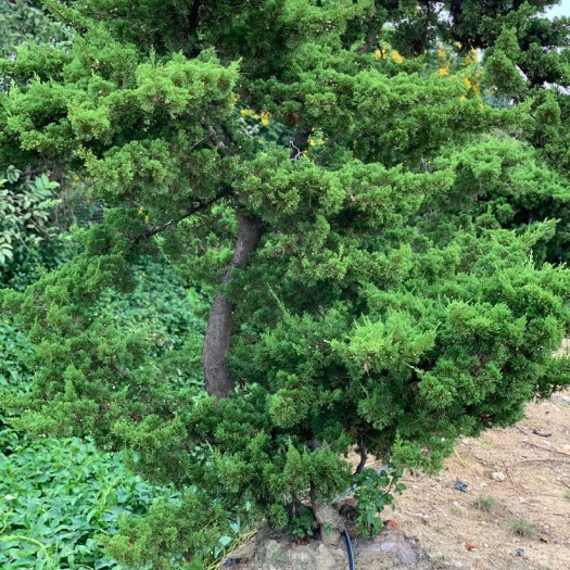 博罗县真柏盆景素材