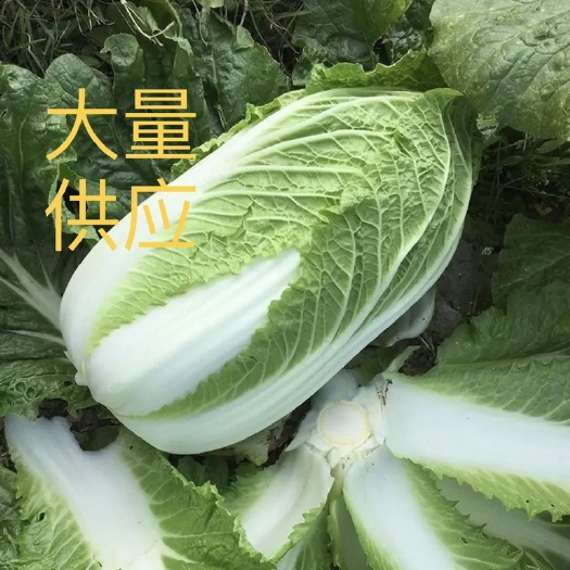 东台市本地大白菜大量供应！田里直接采摘！全部新鲜！要货的老板请联系