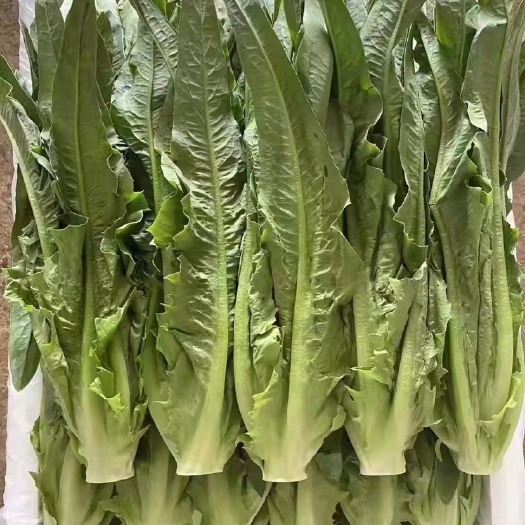 北京青油麦  油麦菜