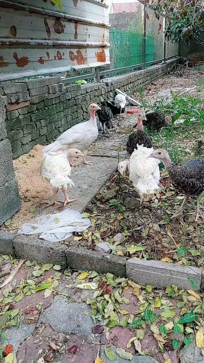 半斤一斤火鸡苗活体幼苗尼古拉大种火鸡幼苗批发价小鸡苗脱温苗