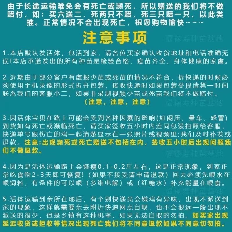 半斤一斤火鸡苗活体幼苗尼古拉大种火鸡幼苗批发价小鸡苗脱温苗